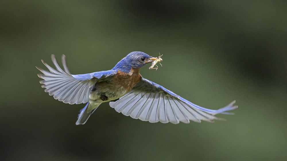 Eastern bluebird are very elegant