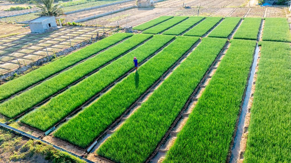 Photograph by Dattae