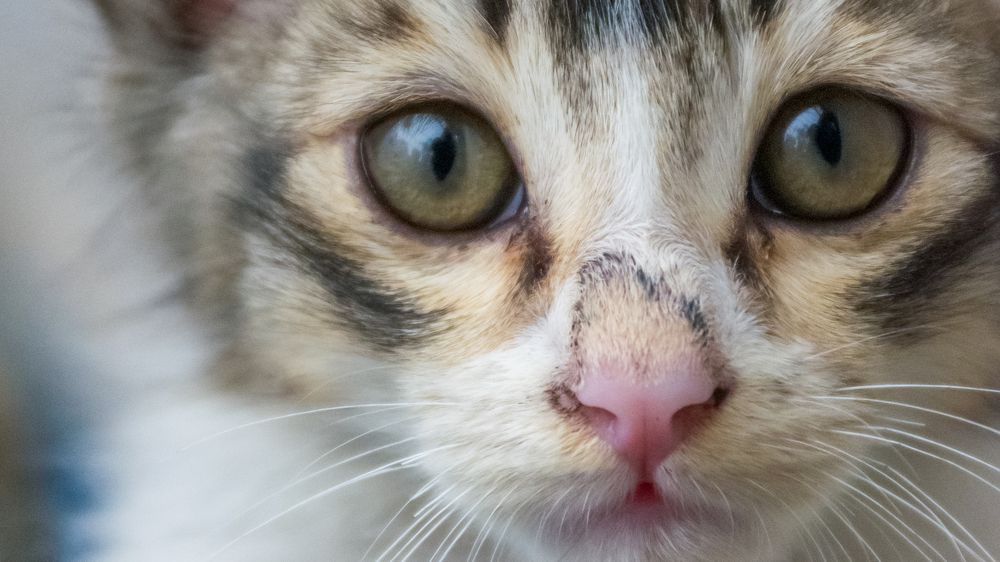 Photograph by ARANYA KAR