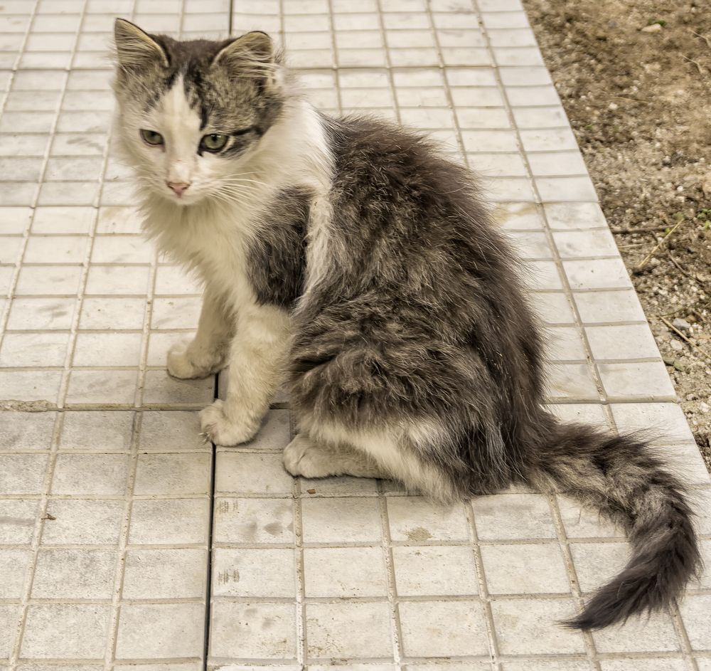 Фотография автора Milena Ivanova