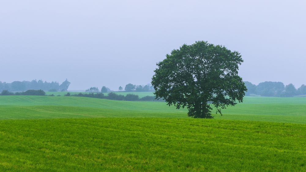 Photograph by Nikolai Mordan