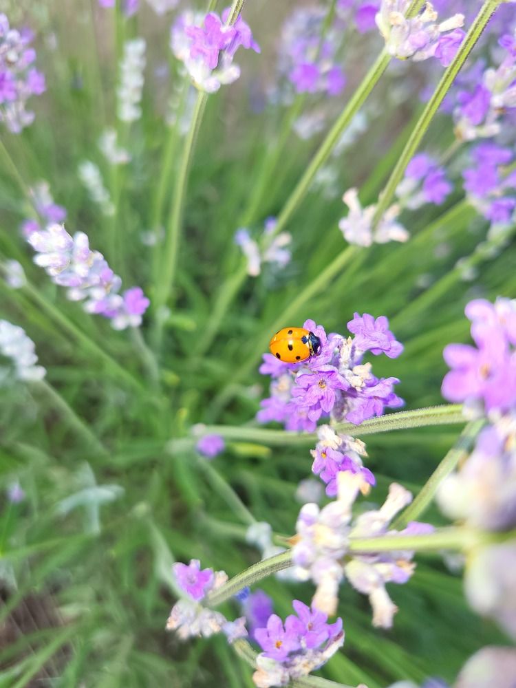 Фотография автора MIRELA ATANASOAIE