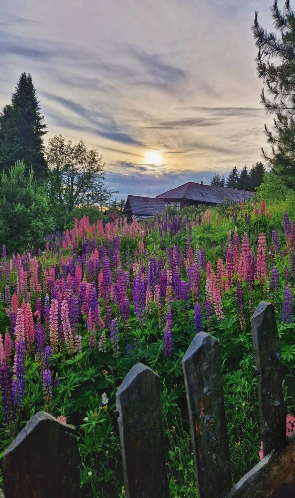 Люпиновый закат