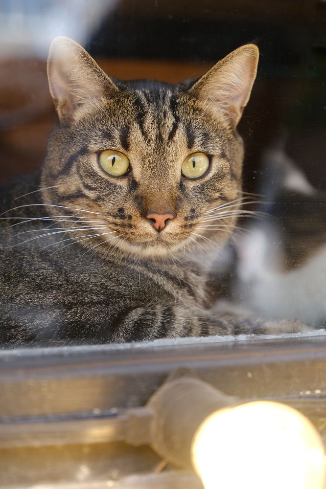 Фотография автора Александр Высоцкий