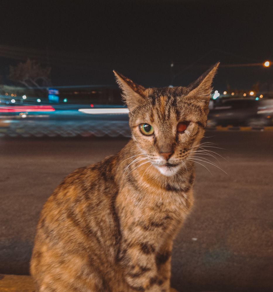 Photograph by Ahmed Ehab Akl