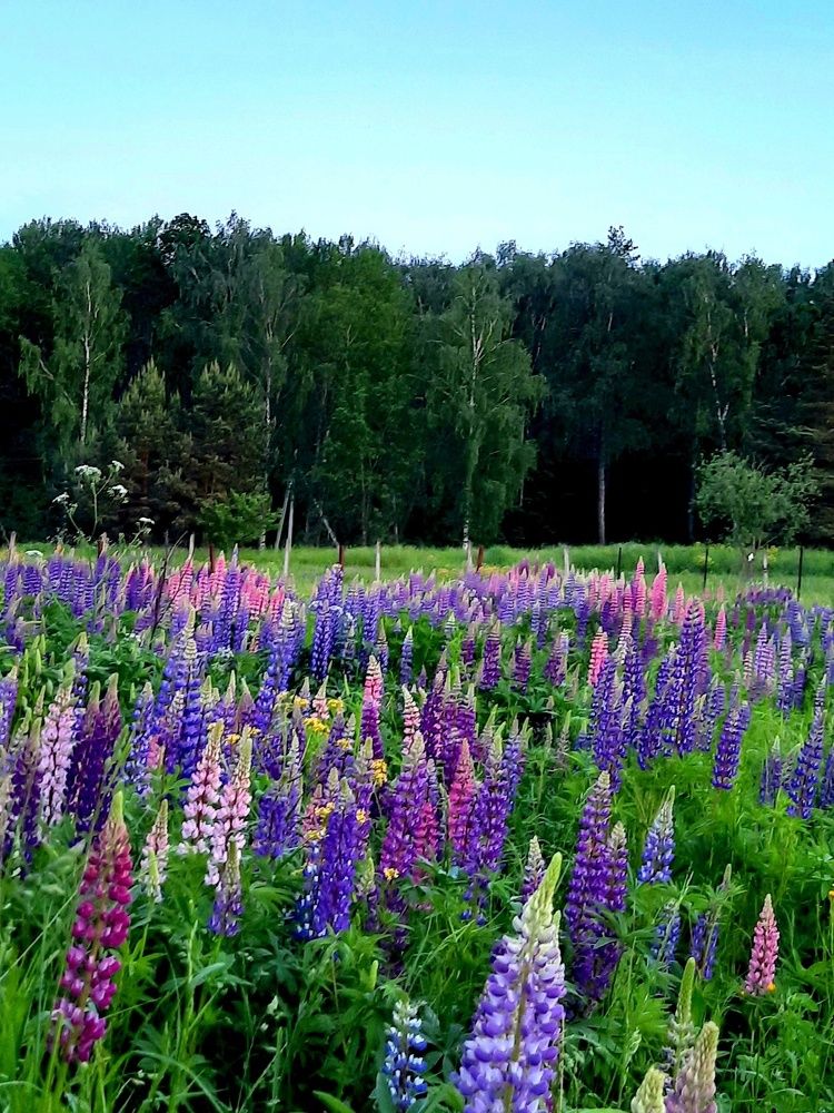 Photograph by Любовь Кочуганова