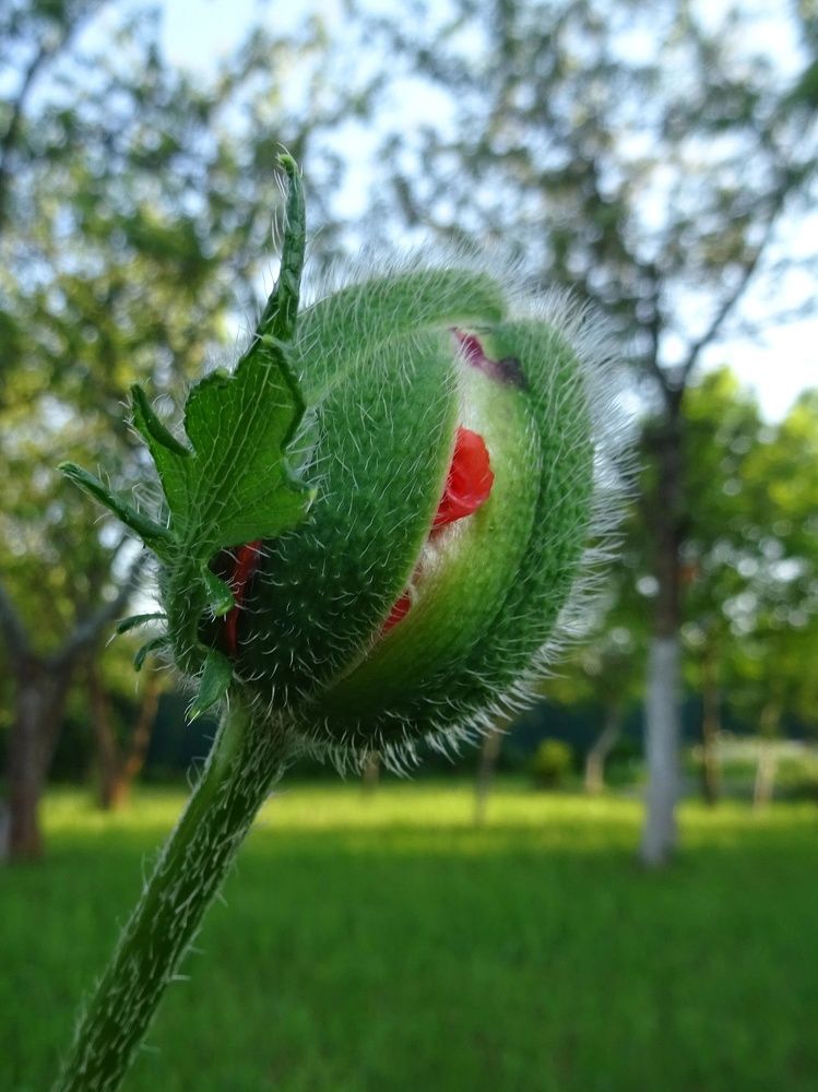 Photograph by Любовь Кочуганова