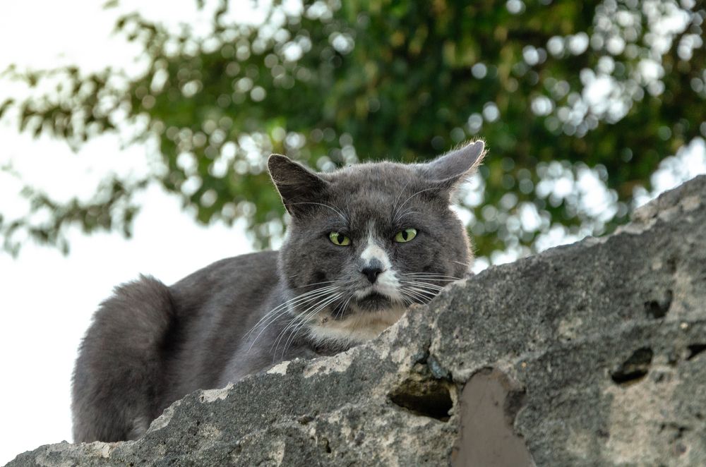 Фотография автора Анастасия Роговцова