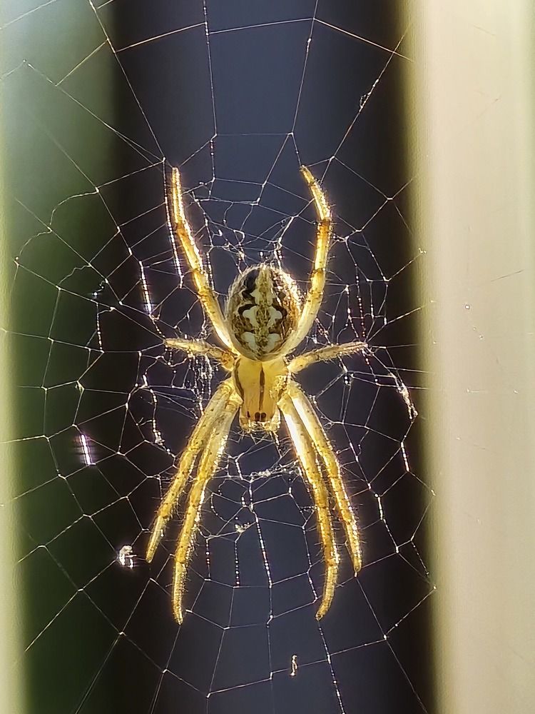 Photograph by Елена Сиушова