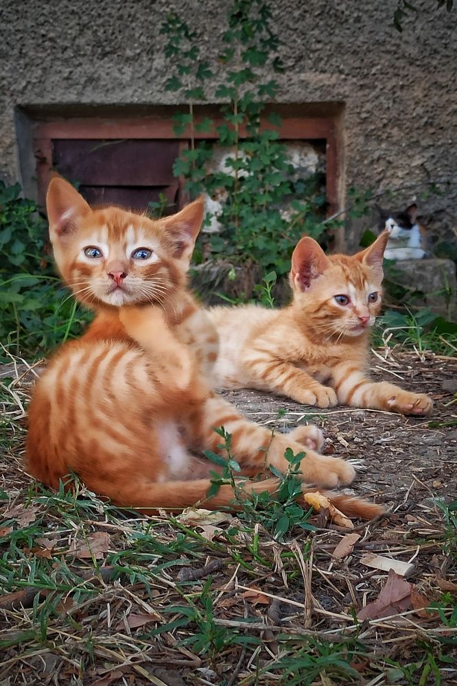 Фотография автора Вадим Кармазин