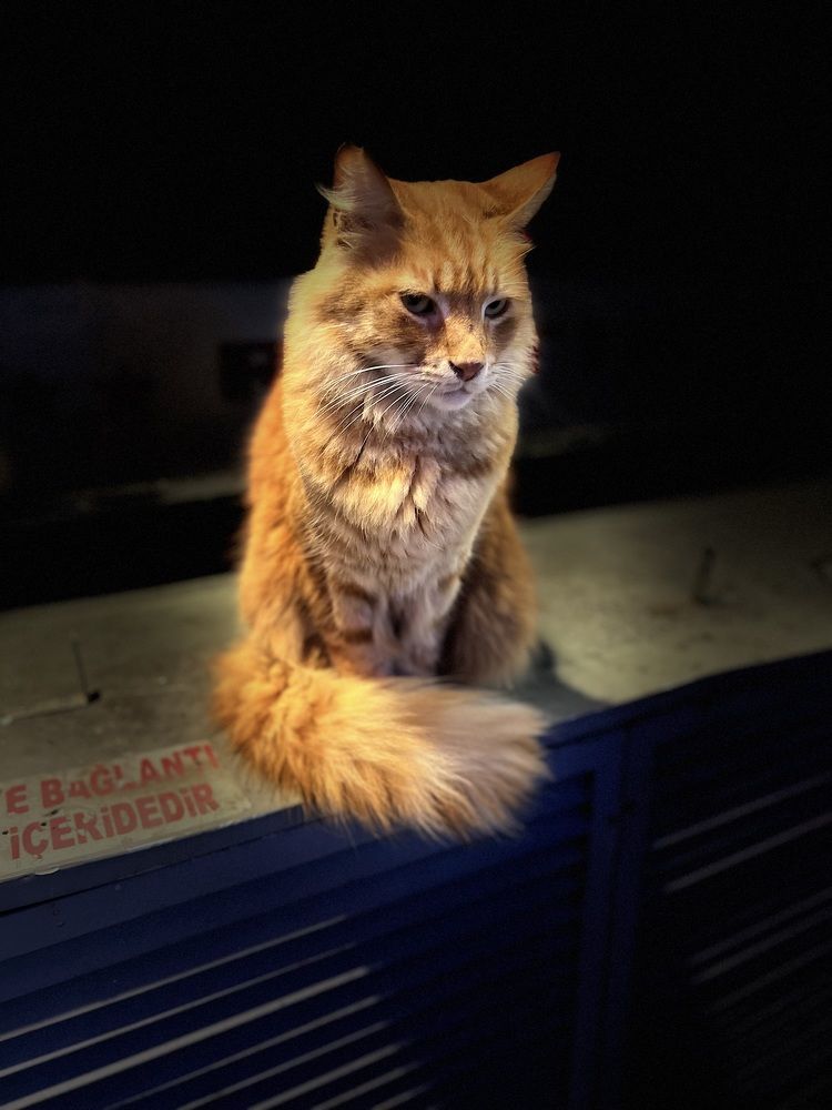 Photograph by Евгения Мягкова