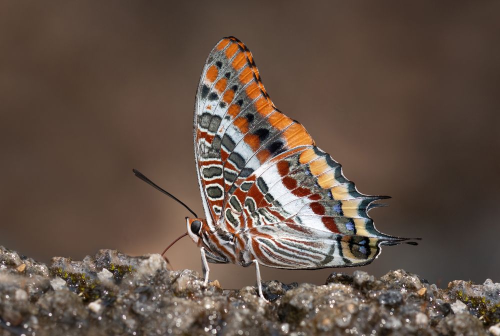 Фотография автора Neslihan Taylan Tülbentci