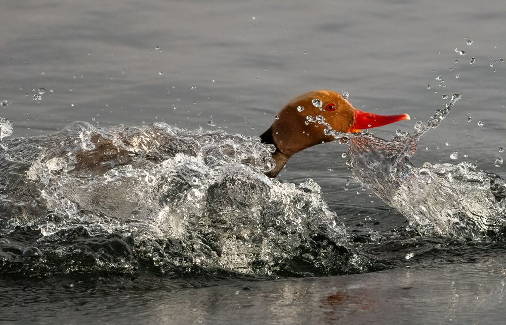 Фотография автора Neslihan Taylan Tülbentci