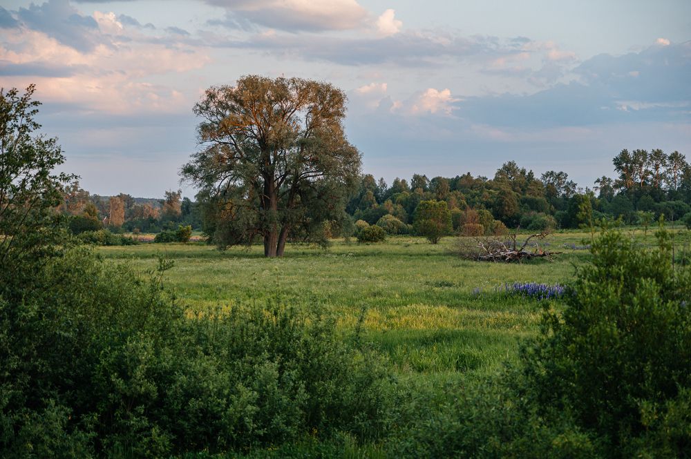 Photograph by Лариса Метелева