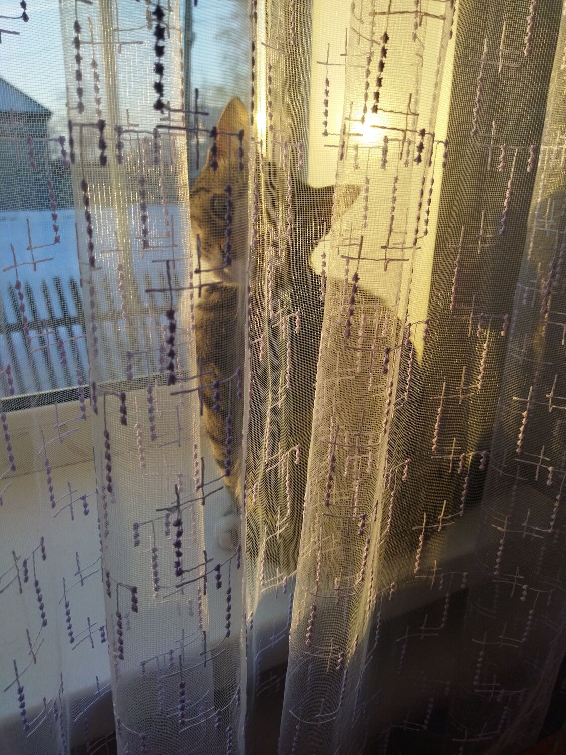 Photo #10762029
