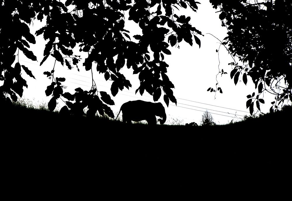 Photograph by Shaji Hussain