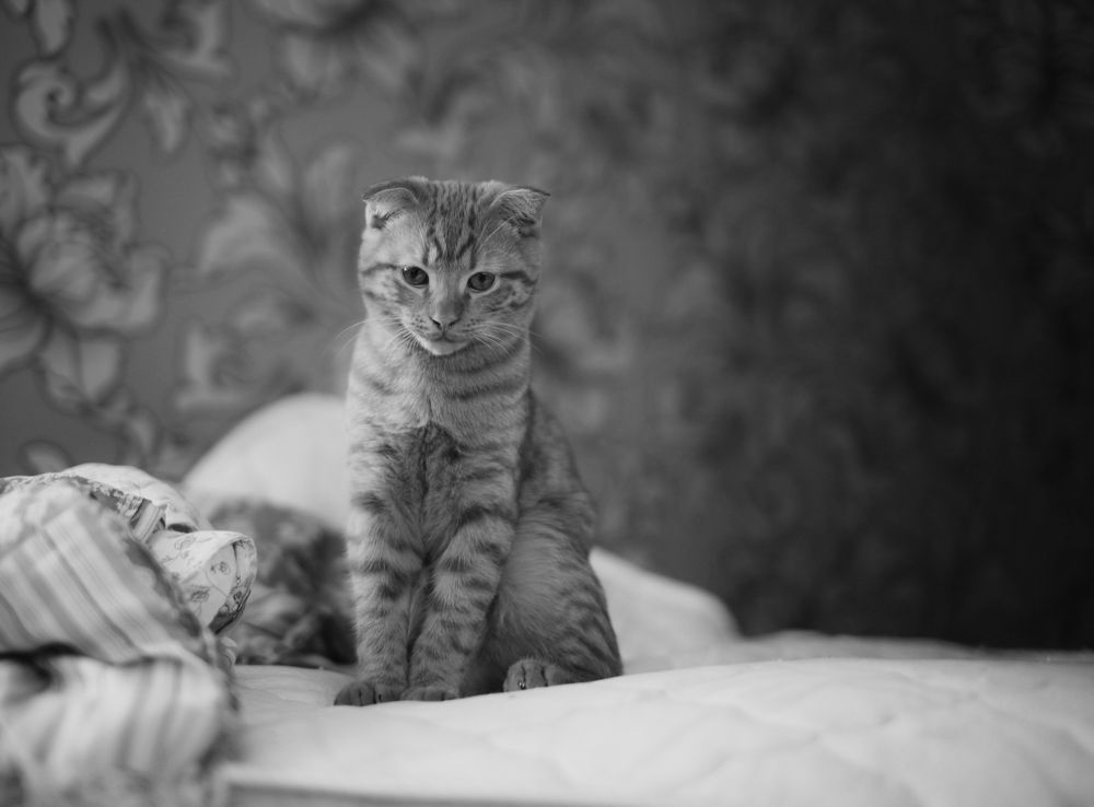 Photograph by Наталья Чечкина