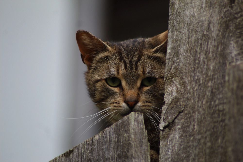 Photograph by Елена Наленч