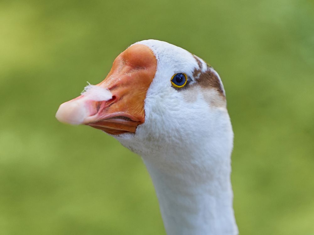 Фотография автора Нуржан Кожанов