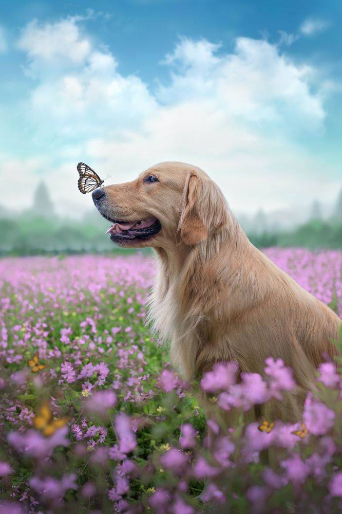 Photograph by 宠物摄影师狗哥