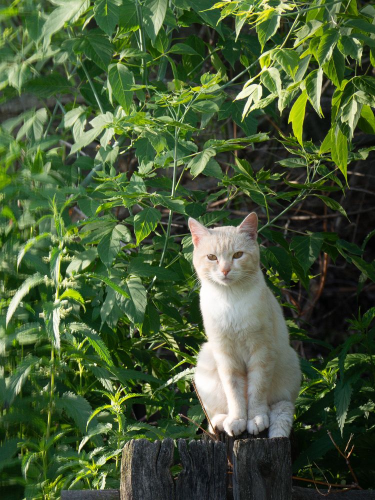 Фотография автора Михаил Пинягин