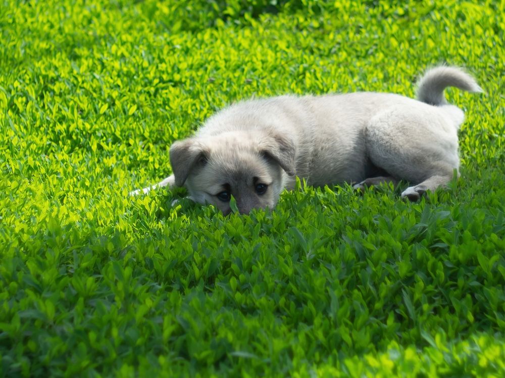 Фотография автора Михаил Пинягин