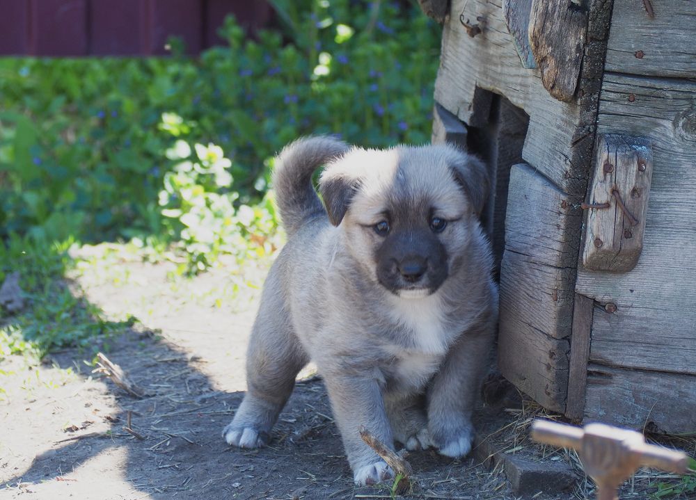 Фотография автора Михаил Пинягин