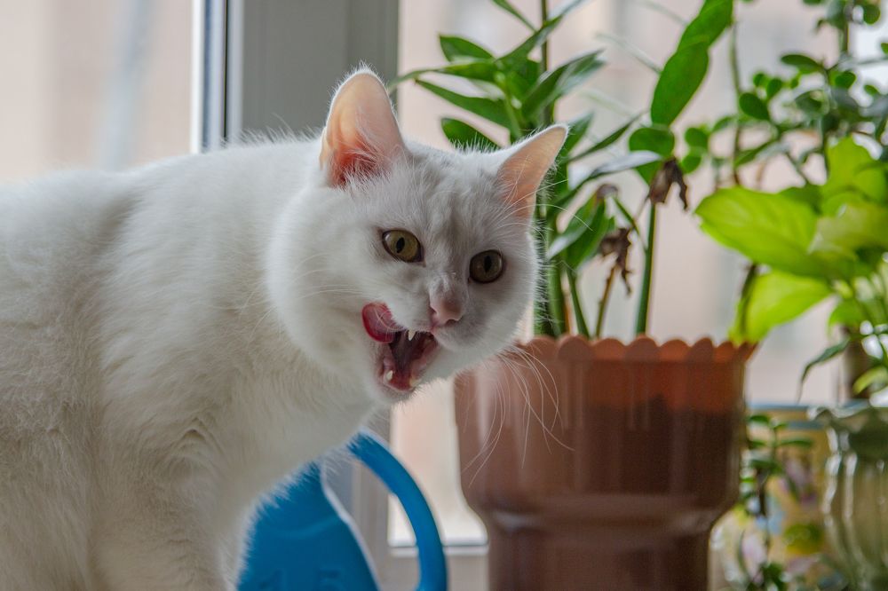 Photograph by Алина Быстрова