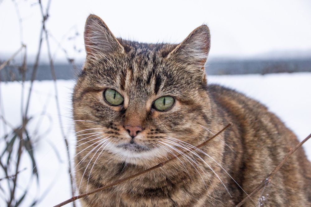 Photograph by Алексей Борисов