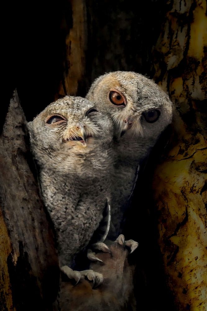 Photograph by Tanusri RoyChowdhury