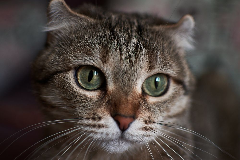 Фотография автора Мария Шабурникова