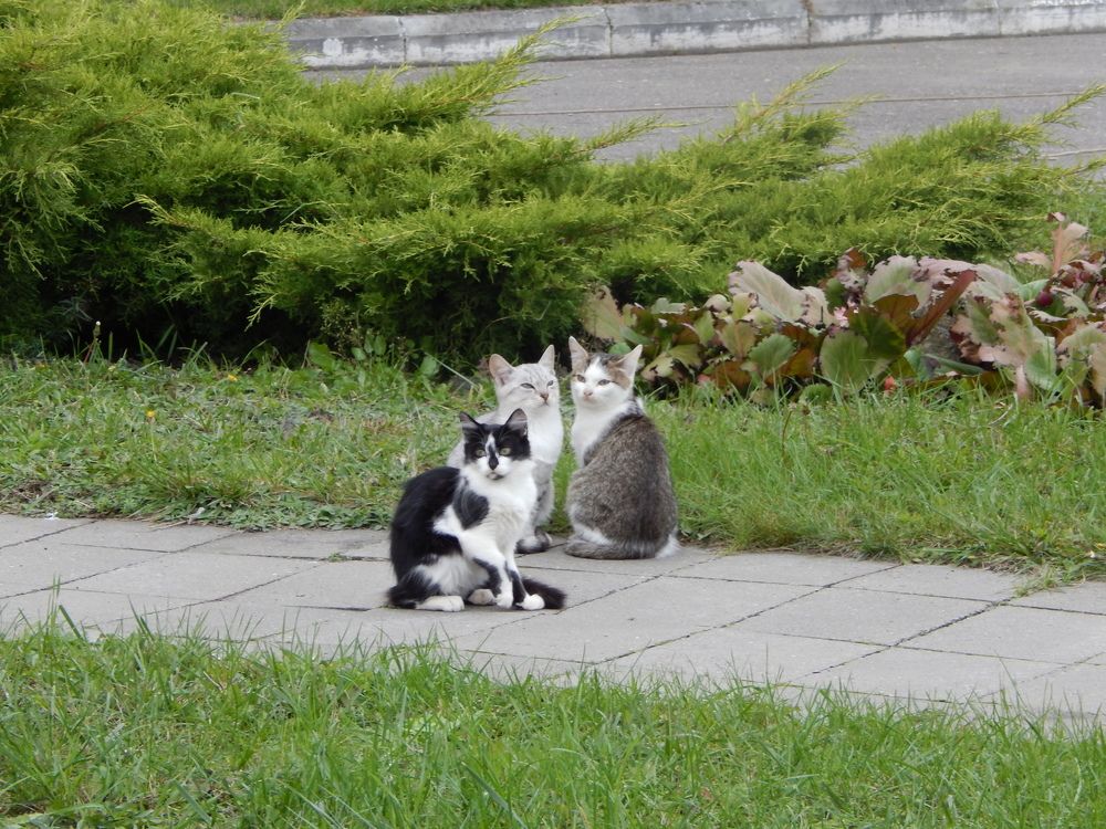 Фотография автора Михаил Бурминский