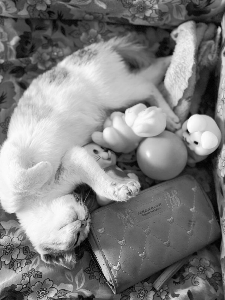 Photograph by HEMAMALI GUNASEKARA