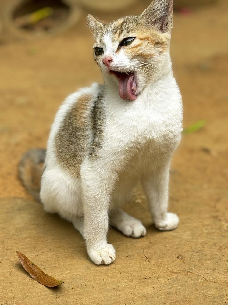 Photograph by HEMAMALI GUNASEKARA