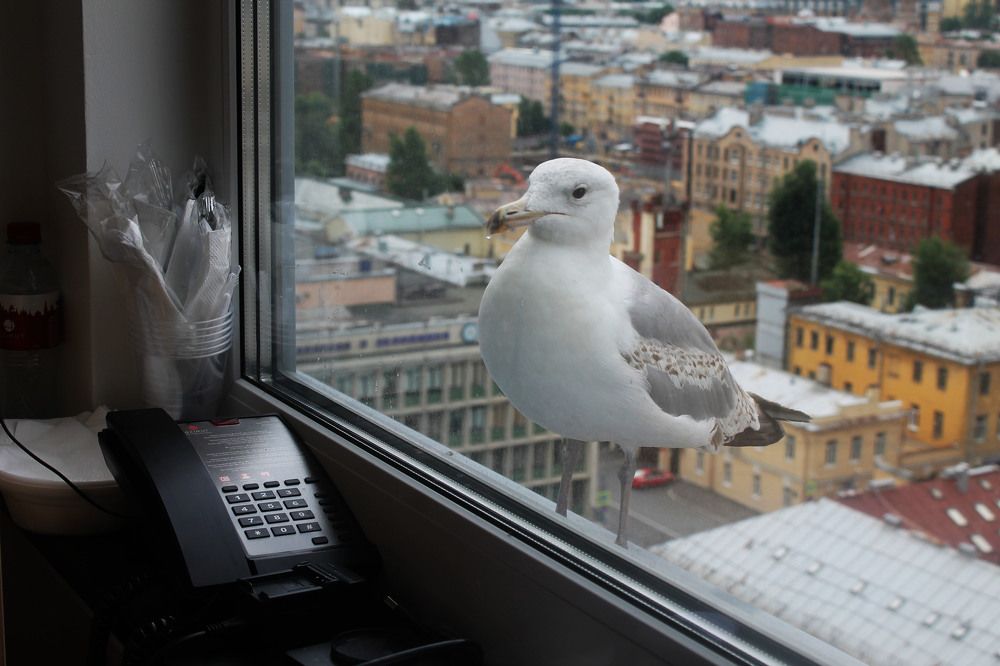 Photograph by Алла Бойко