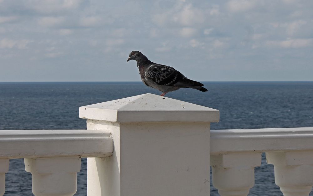 Photograph by Алла Бойко