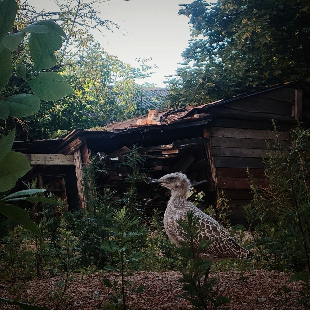 Photograph by Оксана Ботвина