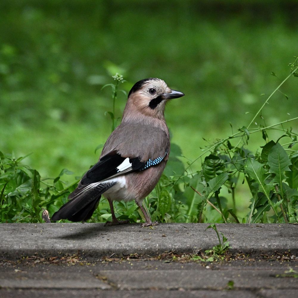Фотография автора Дмитрий Referee