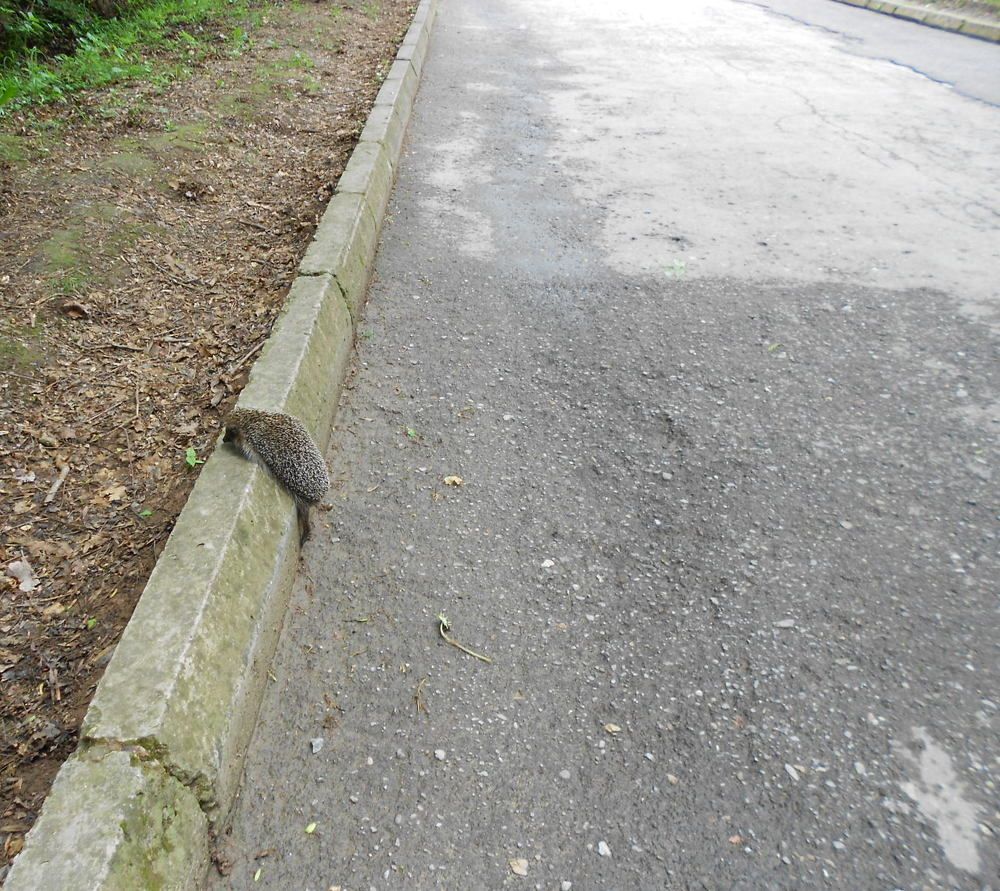 Photograph by Елена Казарина