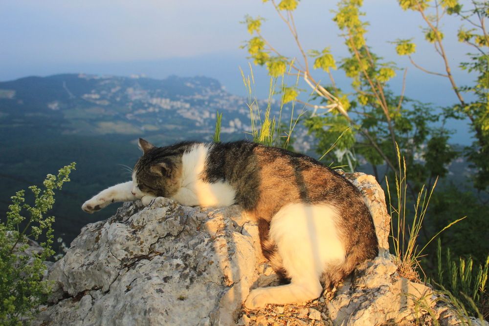 На вершине блаженства