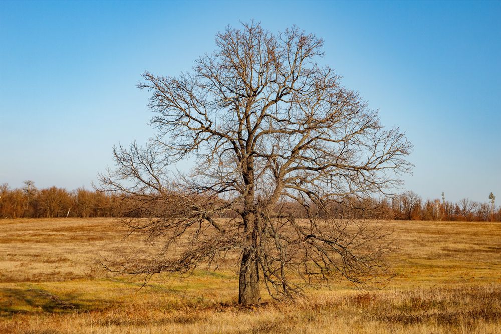 Photograph by Дмитрий Бебко