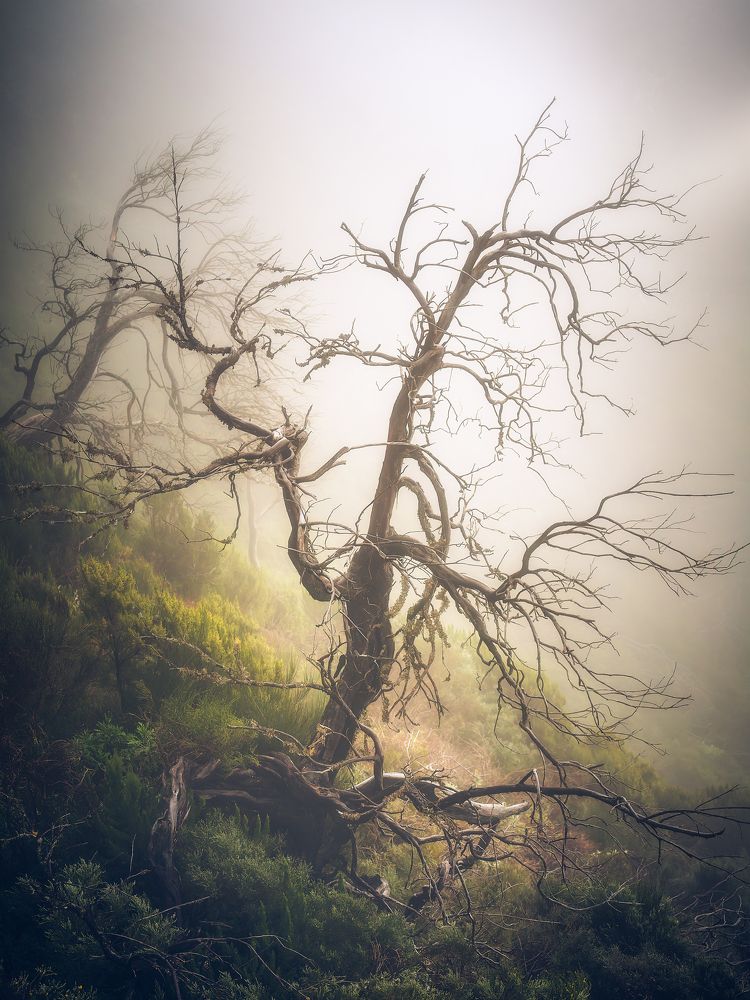 Photograph by Crusat Francisco