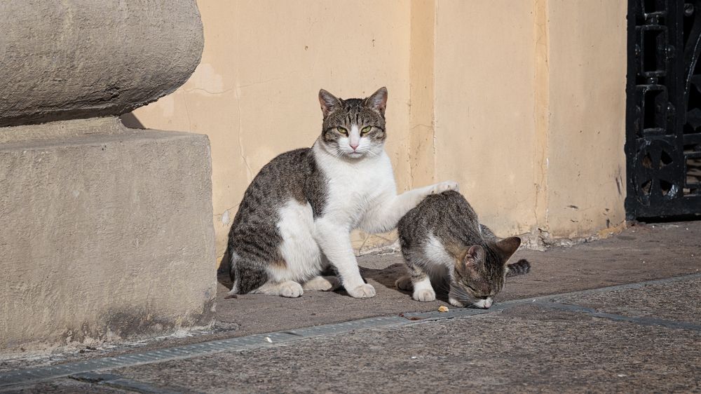 Фотография автора Алексей Карташов