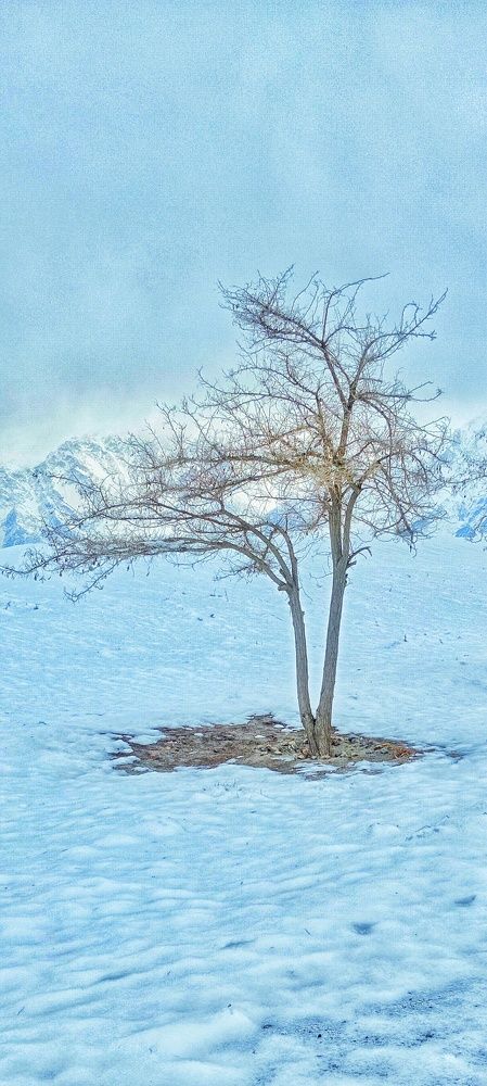 Alone tree