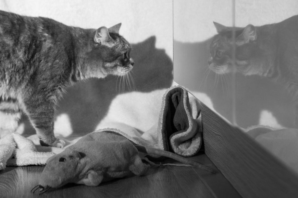 Photograph by Наталья Житинева