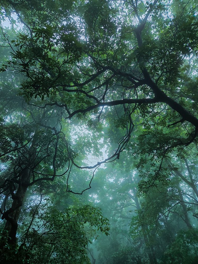 Ancient forest conservation