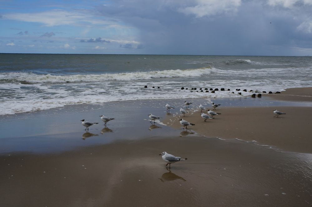 На морском берегу...