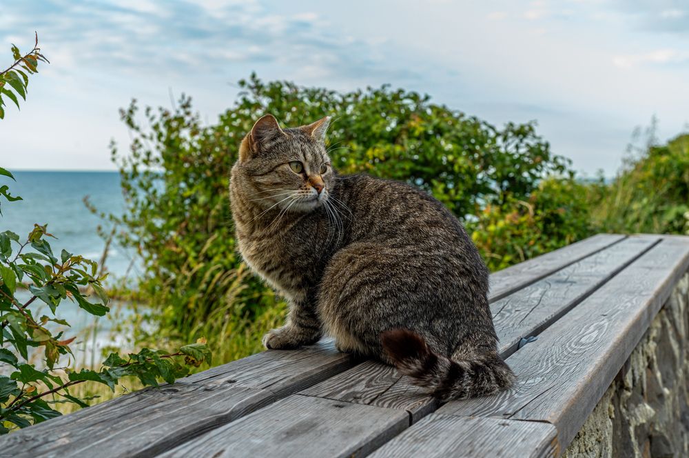 Photograph by Елена Аверина