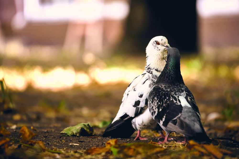 Photograph by Ника Обида