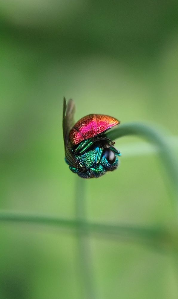 Фотография автора Ксанка Севостьянова